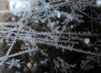 Czy strączki można mrozić?