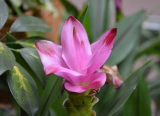 Ile łyżeczek kurkumy dziennie?