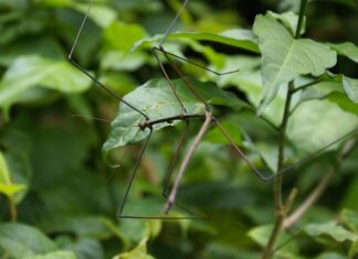 Czy patyczaki lubią światło?