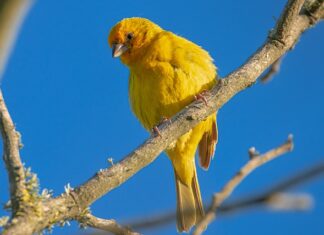 Na co jest dobry szafran? Na co jest dobry szafran?