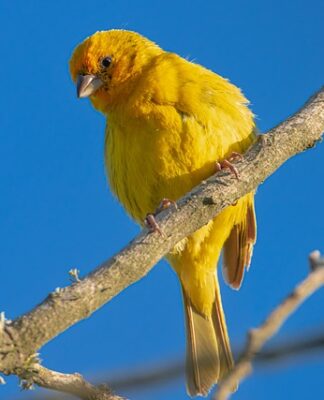 Czy szafran ma smak?