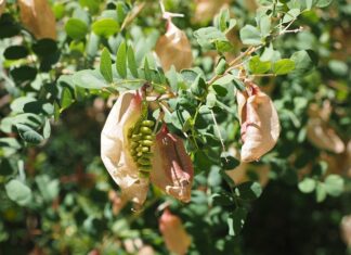 Ile bąbelków CO2 w akwarium 450l? Ile bąbelków CO2 w akwarium 450l?