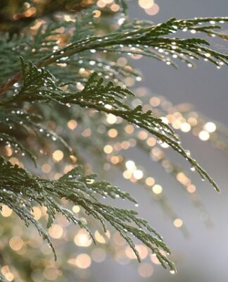 Kiedy tuja jest drzewem?